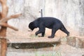 Malayan sun bear are walking relax on the rock Royalty Free Stock Photo