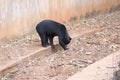 Malayan sun bear are walking relax on the rock Royalty Free Stock Photo