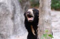 Malayan sunbear Royalty Free Stock Photo