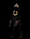 Malayan sunbear in the dark background