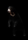 Malayan sunbear in the dark background