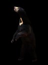 Malayan sunbear in the dark background