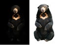 Malayan sunbear  in dark and white background Royalty Free Stock Photo