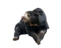 Malayan sunbear Royalty Free Stock Photo