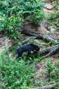 Malayan Sunbear Helarctos malayanus in the jungle, Sabah, Born