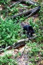 Malayan Sunbear Helarctos malayanus in the jungle, Sabah, Born