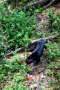 Malayan Sunbear Helarctos malayanus in the jungle, Sabah, Born