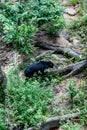 Malayan Sunbear Helarctos malayanus in the jungle, Sabah, Born