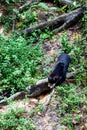 Malayan Sunbear Helarctos malayanus in the jungle, Sabah, Born Royalty Free Stock Photo