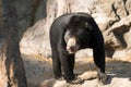 Malayan sunbear Royalty Free Stock Photo