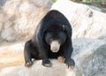 Malayan sunbear Royalty Free Stock Photo