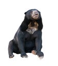 Malayan sunbear isolated