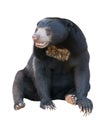 Malayan sunbear isolated