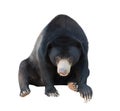 Malayan sunbear isolated Royalty Free Stock Photo