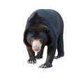 Malayan sunbear isolated Royalty Free Stock Photo