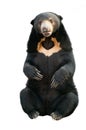 Malayan sunbear isolated Royalty Free Stock Photo