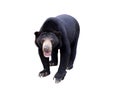 Malayan sunbear isolated Royalty Free Stock Photo
