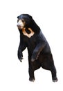 Malayan sunbear standing isolated Royalty Free Stock Photo