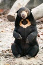 Malayan sunbear sunbear in zoo Royalty Free Stock Photo