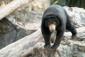 Malayan sunbear sunbear in zoo