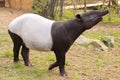 Malayan tapir Royalty Free Stock Photo