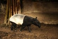 Malayan tapir Royalty Free Stock Photo