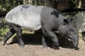 Malayan tapir Royalty Free Stock Photo
