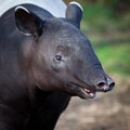 Malayan Tapir, also called Asian Tapir