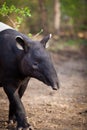 Malayan Tapir, also called Asian Tapir Royalty Free Stock Photo