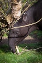 Malayan Tapir, also called Asian Tapir Royalty Free Stock Photo