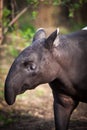 Malayan Tapir, also called Asian Tapir Royalty Free Stock Photo