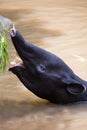 Malayan Tapir animal in water Royalty Free Stock Photo