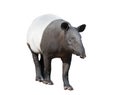 Malayan tapir or Asian tapir isolated