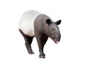 Malayan tapir or Asian tapir isolated