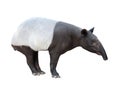 Malayan tapir or Asian tapir isolated