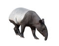 Malayan tapir or Asian tapir isolated Royalty Free Stock Photo