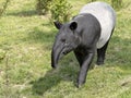 Malayan tapir on grass Royalty Free Stock Photo
