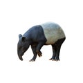 Malayan tapir isolated on white Royalty Free Stock Photo