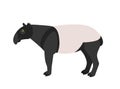 Malayan tapir isolated on white background. Portrait of cute wild nocturnal jungle or forest animal. Beautiful exotic