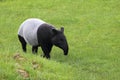 Malayan tapir Royalty Free Stock Photo