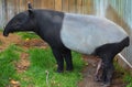 The Malayan tapir Tapirus indicus, Royalty Free Stock Photo