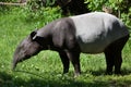 Malayan tapir (Tapirus indicus). Royalty Free Stock Photo