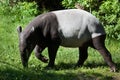 Malayan tapir (Tapirus indicus). Royalty Free Stock Photo