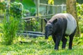 Malayan Tapir Tapirus Indicus Royalty Free Stock Photo