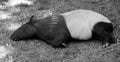 Malayan tapir Tapirus indicus Royalty Free Stock Photo