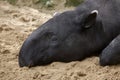 Malayan tapir Tapirus indicus Royalty Free Stock Photo