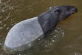 Malayan tapir Tapirus indicus Royalty Free Stock Photo