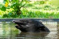 Malayan Tapir Tapirus Indicus also known as Asian Tapir. Royalty Free Stock Photo