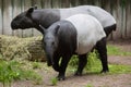Malayan tapir (Tapirus indicus). Royalty Free Stock Photo