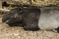 Malayan Tapir Tapirus indicus lies on the ground Royalty Free Stock Photo